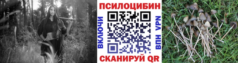 Псилоцибиновые грибы Psilocybine cubensis  Купить где  Ельня 